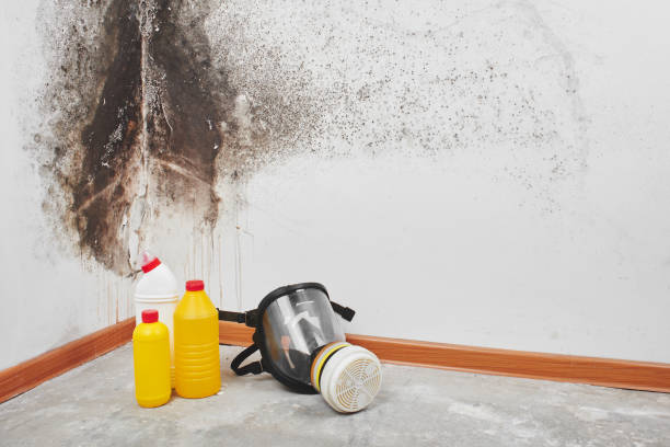 Certified Mold Removal in Havre, MT
