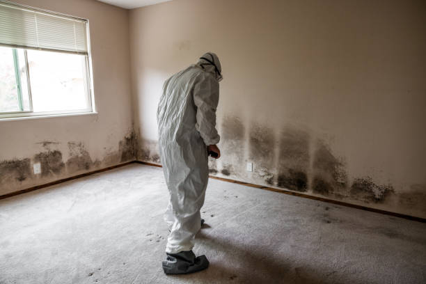 Best Mold Damage Repair  in Havre, MT