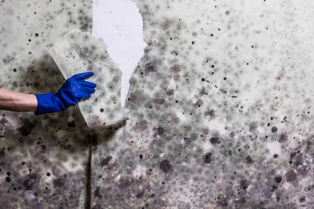 Best Commercial Mold Removal  in Havre, MT